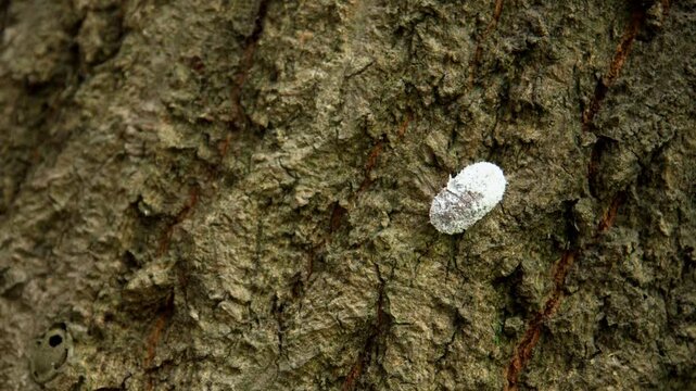 Closeup macro video capturing a giant scale insect slowly crawling on textured mango tree bark in a natural forest habitat during monsoon season in Himachal Pradesh India