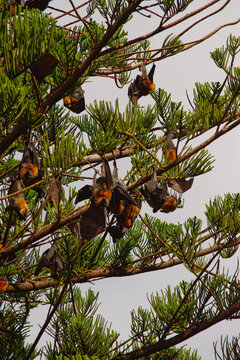 grey-headed flying foxes in tree (Pteropus poliocephalus)