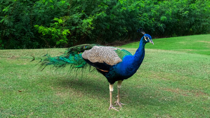 Obraz premium Vibrant peacock with iridescent blue and green feathers standing on lush green grass in a natural outdoor setting surrounded by foliage