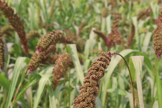 Foxtail millet, scientific name Setaria italica plant on farm