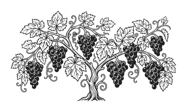 Elegant grapevine with leaves and clusters isolated on white. detailed botanical illustration in clean vector style. wine plant, organic nature, vineyard element, decorative design, natural pattern