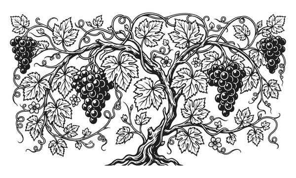 Elegant grapevine with leaves and clusters isolated on white. detailed botanical illustration in clean vector style. wine plant, organic nature, vineyard element, decorative design, natural pattern