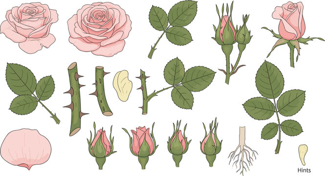 Pink Rose Botanical Parts Vector Set with Bloom Bud Stem Leaf Thorn and Root