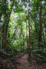 Obraz premium Mossman Gorge, rainforest area within the Daintree National Park, Shire of Douglas, Queensland, Australia