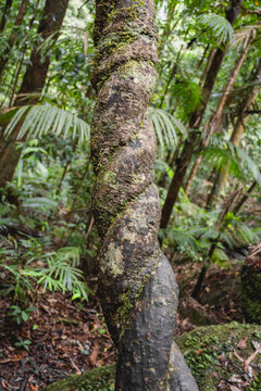 Woody vine, commonly known as a liana, wrapped around a tree trunk in a rainforest. Mossman Gorge, rainforest area within the Daintree National Park, Shire of Douglas, Queensland, Australia