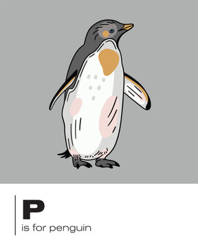 P is for penguin flash card with bird illustration for classroom posters, learning and education of the English alphabet