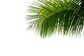 palm tree isolated on white