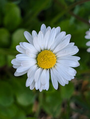 Gänseblümchen, Blüten, Blumen, Frühling schön © Sambucca Mai
