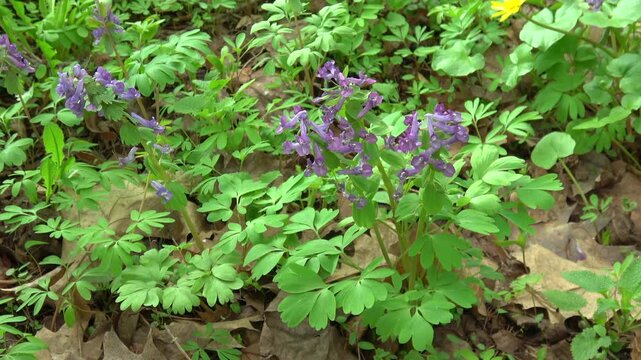 Purple spring corydalis flowers blooming on a forest floor, wild seasonal flora in a sunny woodland in spring