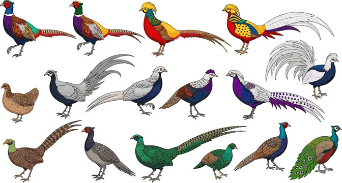 Diverse Collection of Colorful Pheasants and Birds
