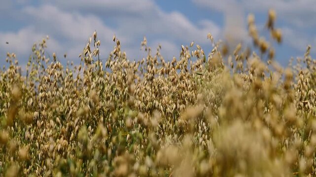 Oat Plants Swaying in the Wind at the German North Sea Coast