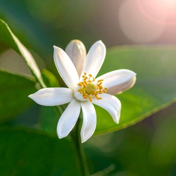 Close-up of a delicate white bloom with yellow center, surrounded by green leaves, brightened by sunlight