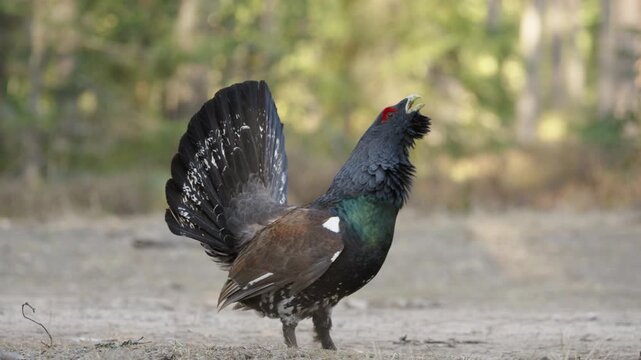 A crazy capercaillie, attacking a hiker in the forest during the spring rut. The western capercaillie, Tetrao urogallus, sings and dances during the rut.