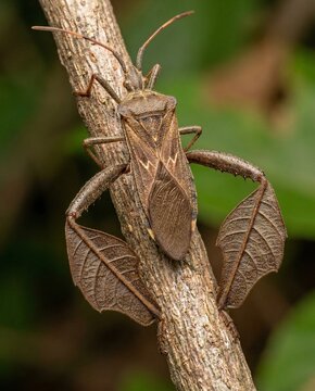Large coreidae insect resting on a twig showing foliaceous hind legs