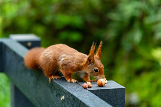 Red Squirrels feeding at THe Dingle Anglesey