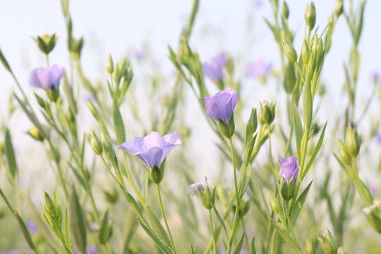 linum usitatissimum, brown flax plant on farm