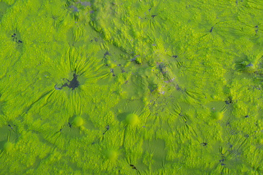 Top view macro texture of green algae and aquatic moss on water surface. Natural abstract background of vibrant green pond scum with air bubbles.