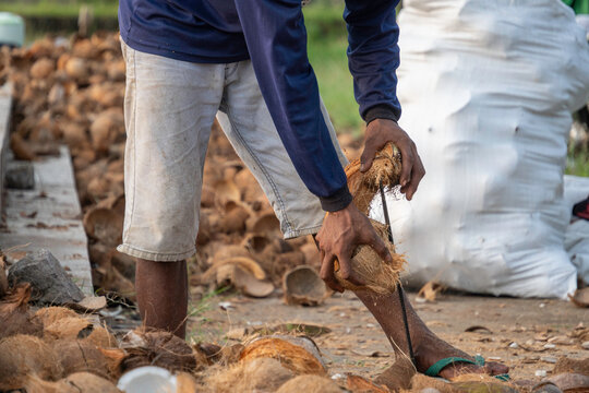 Close-up of manual coconut husking process using traditional tools. Detailed view of agricultural worker hands splitting coconuts for copra industry.