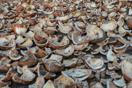 Raw coconut meat pieces drying under the sun for copra production. Traditional agricultural processing in a tropical environment.