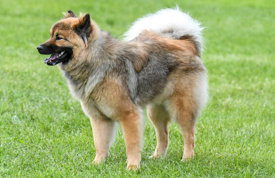 Eurasier dog walking in a park on a bright sunny summer day