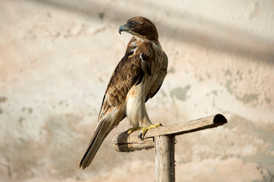 Booted Eagle (Hieraaetus pennatus), a medium-sized bird of prey commonly found in southern Europe, Sardinia, Italy