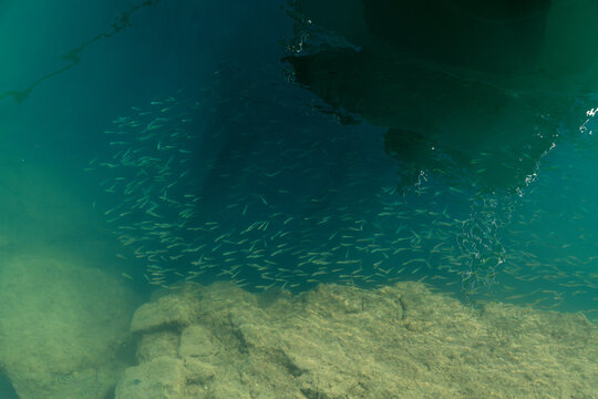 School of fish under dock shadow in clear water