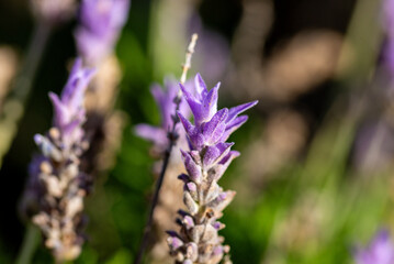 Obraz premium Lavender flower spike in bright sunlight
