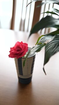 Close-up of a beautiful pinkish-orange rose in a Japanese style ceramic cup on wooden table for home decor and zen lifestyle concept