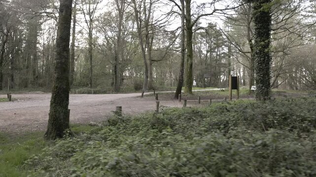 walk in the woodlands England