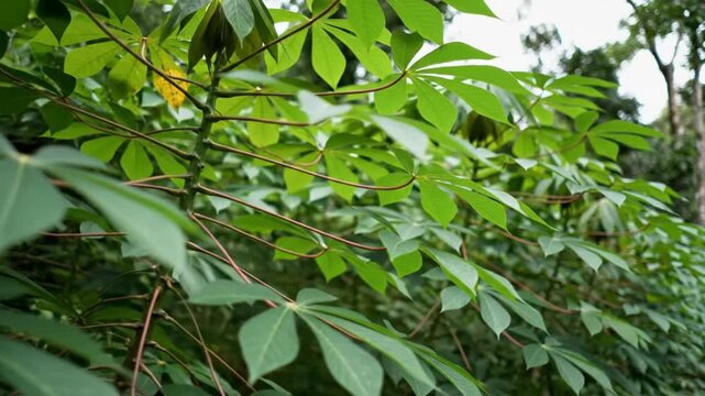 Lush green cassava plant with hand-shaped leaves blowing gently in the sunlight of a tropical forest