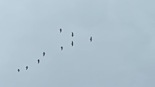 Flock Of Birds Flying In V-Formation Against Overcast Sky. Seasonal Migration 