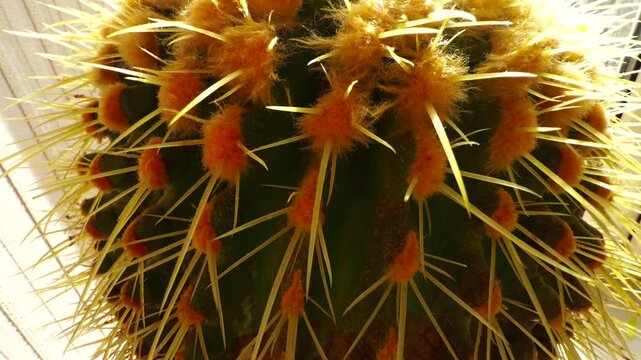 Golden Barrel Cactus With Sharp Yellow Thorns and Orange Fuzzy Areoles. Decorative Succulent For Interior Gardening. Exotic Houseplant