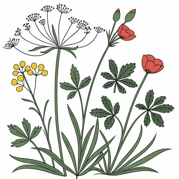 A botanical illustration showcases a variety of wildflowers including delicate umbels poppy blossoms and textured foliage high quality professional detailed modern elegant