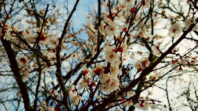 Blooming Apricot Tree Branches. Spring Season Floral. Orchard In Bloom