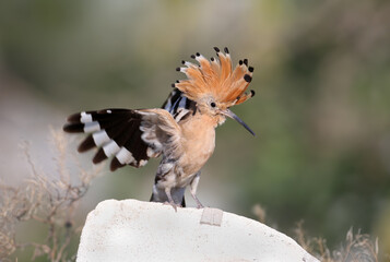 Adult Eurasian Hoopoe (Upupa epops) in a dynamic pose on a rock with its crest and wings partially spread. © VOLODYMYR KUCHERENKO