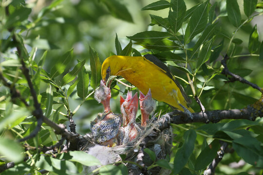 High-detail close-up of a bright male Eurasian Golden Oriole (Oriolus oriolus) feeding a large moth to its chicks.