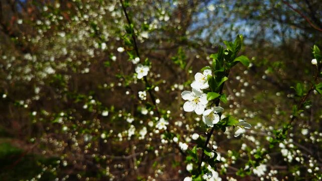 White Cherry Blossoms Blooming In Spring Garden. Seasonal Flowering Of Cherry Tree