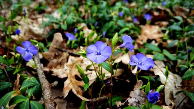Purple Periwinkle Flowers Blooming In Forest. Delicate Blossoms In Wild Environment