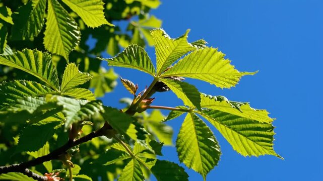 Lush green leaves of a horse chestnut tree sway in a gentle breeze against a clear blue sky