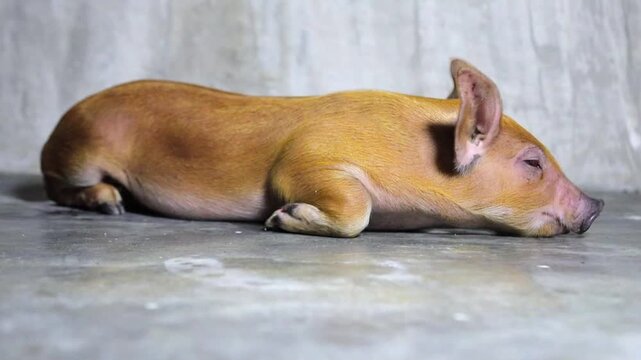 sleeping Brown piglet on the floor