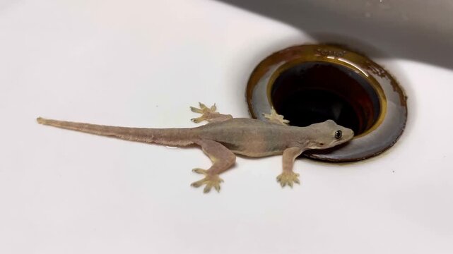 Captured on April 20, 2026, in Chiang Mai, Thailand, this candid shot shows a common house gecko patiently waiting for water droplets from a leaky faucet in a gas station restroom.