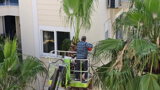 Professional worker in aerial lift trimming palm tree with chainsaw. Urban tree maintenance and landscaping service concept. Professional arborist pruning palm branches near residential building