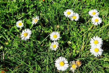 White Bellis perennis flowers (English daisies) growing in lush green grass under bright sunlight. Floral background Close up... © Nadiia.