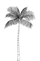 Fototapeta premium Minimalist black and white palm tree vector outline, isolated on a transparent background