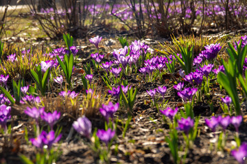 Obraz premium Bright Crocus Emerges From Soil. Vivid Crocus Flowers Spread Across Ground 