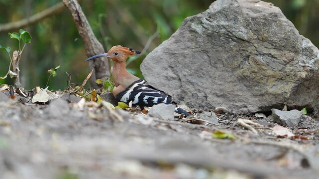Eurasian Hoopoe (Upupa epops ) Birds forage on the forest floor.