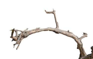 Obraz premium Dry branches isolated on a transparent background.