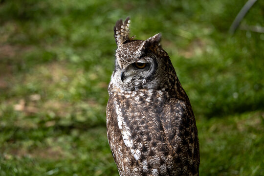 Spotted eagle owl looking down with a blurred green grass background outdoors