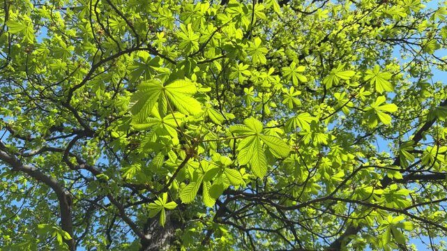 Green leaves on a tree aesculus hippocastanum horse chestnut.