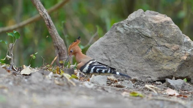 Eurasian Hoopoe (Upupa epops ) Birds forage on the forest floor.
